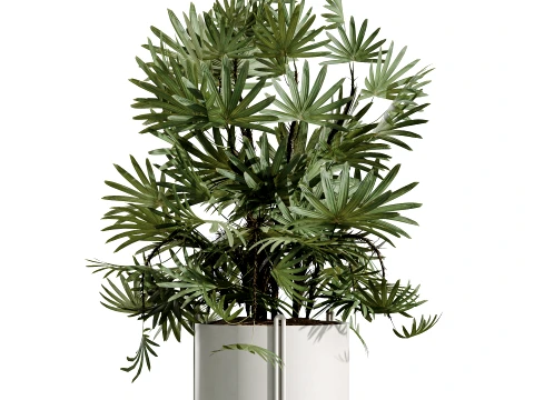 Conjunto de plantas de interior AV 487 Lady Palm e Olive Tree e Snake Sansevieria Modelo 3D