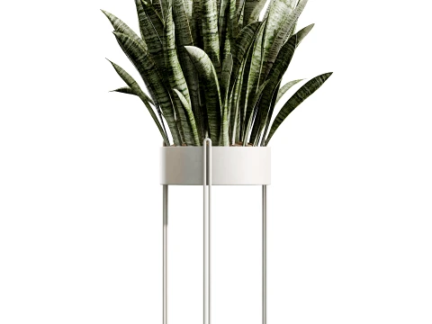 Conjunto de plantas de interior AV 487 Lady Palm e Olive Tree e Snake Sansevieria Modelo 3D