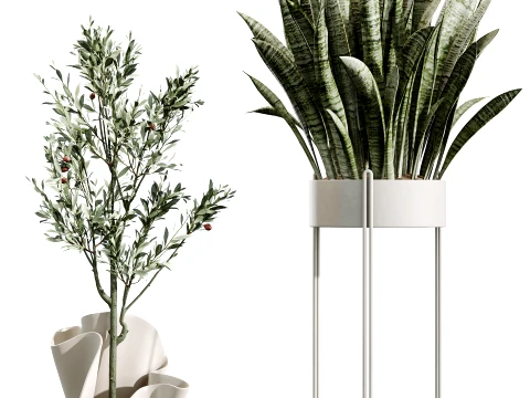 Conjunto de plantas de interior AV 487 Lady Palm e Olive Tree e Snake Sansevieria Modelo 3D