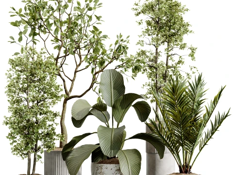 AV İç Mekan Bitkileri Seti 489 Palmiye Calathea Lutea Zeytin Ficus 3D Model