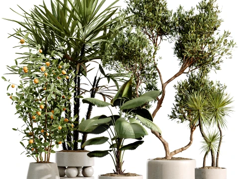 AV Indoor Plants Set 490 Yucca Olive Artificial Rhapis Orange Palm 3D Model