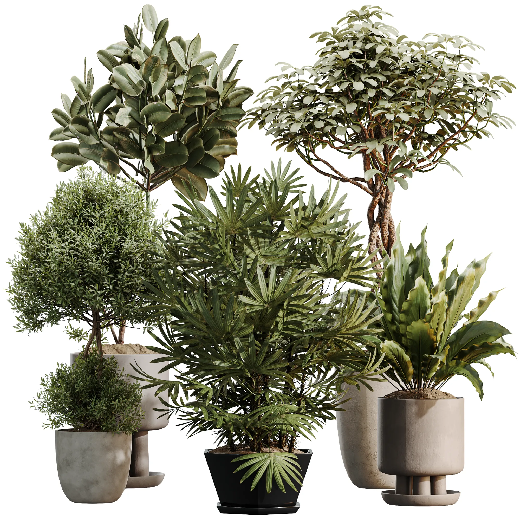 AV Indoor Plants Set 491 Palm Spathiphyllum Schefflera Umbrella ficus Olive 3D Model .c4d .max .obj .3ds .fbx .stl .blend 