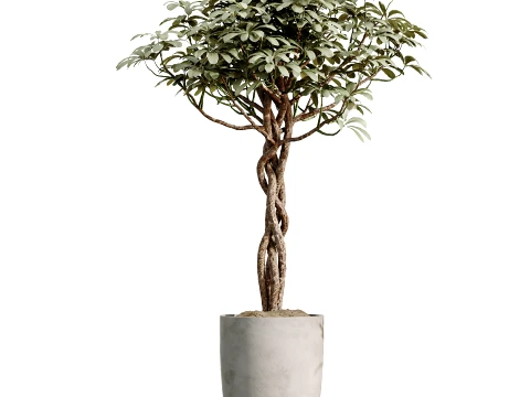 AV Indoor Plants Set 491 Palm Spathiphyllum Schefflera Umbrella ficus Olive 3D Model
