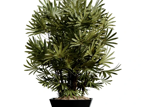 AV Indoor Plants Set 491 Palm Spathiphyllum Schefflera Umbrella ficus Olive 3D Model