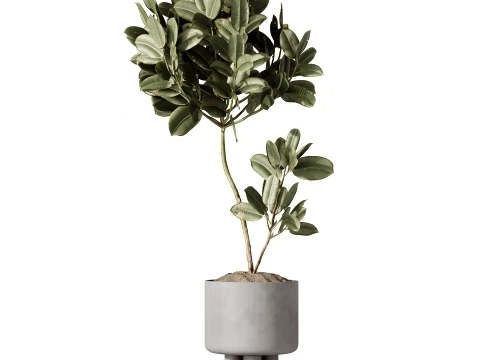 AV Indoor Plants Set 491 Palm Spathiphyllum Schefflera Umbrella ficus Olive 3D Model