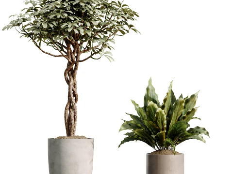 AV Indoor Plants Set 491 Palm Spathiphyllum Schefflera Umbrella ficus Olive 3D Model