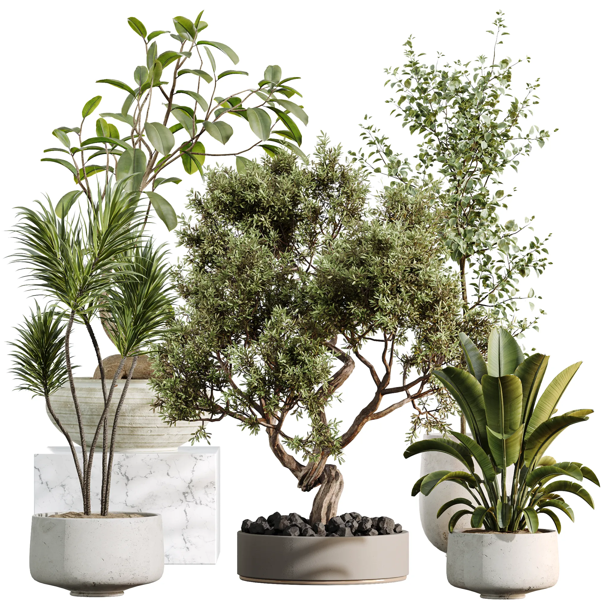 AV Indoor Plants Set 492 Ficus Bonsai Olive Eucalyptus Yucca Marginata Banana 3D Model .c4d .max .obj .3ds .fbx .stl .blend 