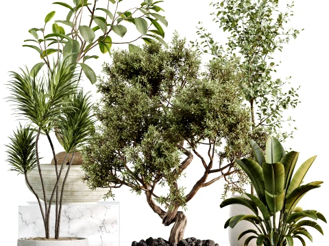 Conjunto de plantas de interior AV 492 Ficus Bonsai Olive Eucalyptus Yucca Marginata Banana Modelo 3D