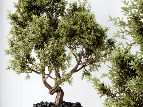 AV Indoor Plants Set 492 Ficus Bonsai Olive Eucalyptus Yucca Marginata Banana 3D Model