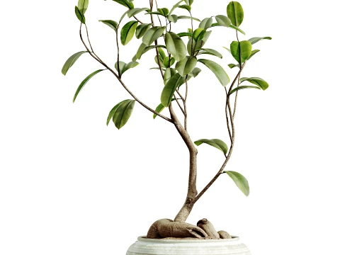 AV Indoor Plants Set 492 Ficus Bonsai Olive Eucalyptus Yucca Marginata Banana 3D Model