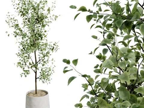 AV Indoor Plants Set 492 Ficus Bonsai Olive Eucalyptus Yucca Marginata Banana 3D Model