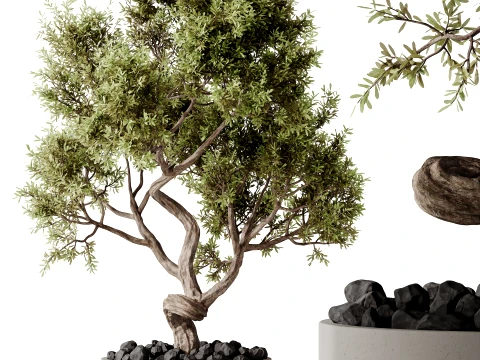 AV Indoor Plants Set 492 Ficus Bonsai Olive Eucalyptus Yucca Marginata Banana 3D Model