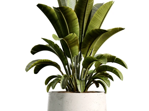AV Indoor Plants Set 492 Ficus Bonsai Olive Eucalyptus Yucca Marginata Banana 3D Model