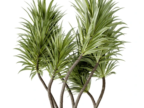 AV Indoor Plants Set 492 Ficus Bonsai Olive Eucalyptus Yucca Marginata Banana 3D Model
