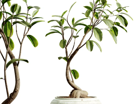 AV Indoor Plants Set 492 Ficus Bonsai Olive Eucalyptus Yucca Marginata Banana 3D Model