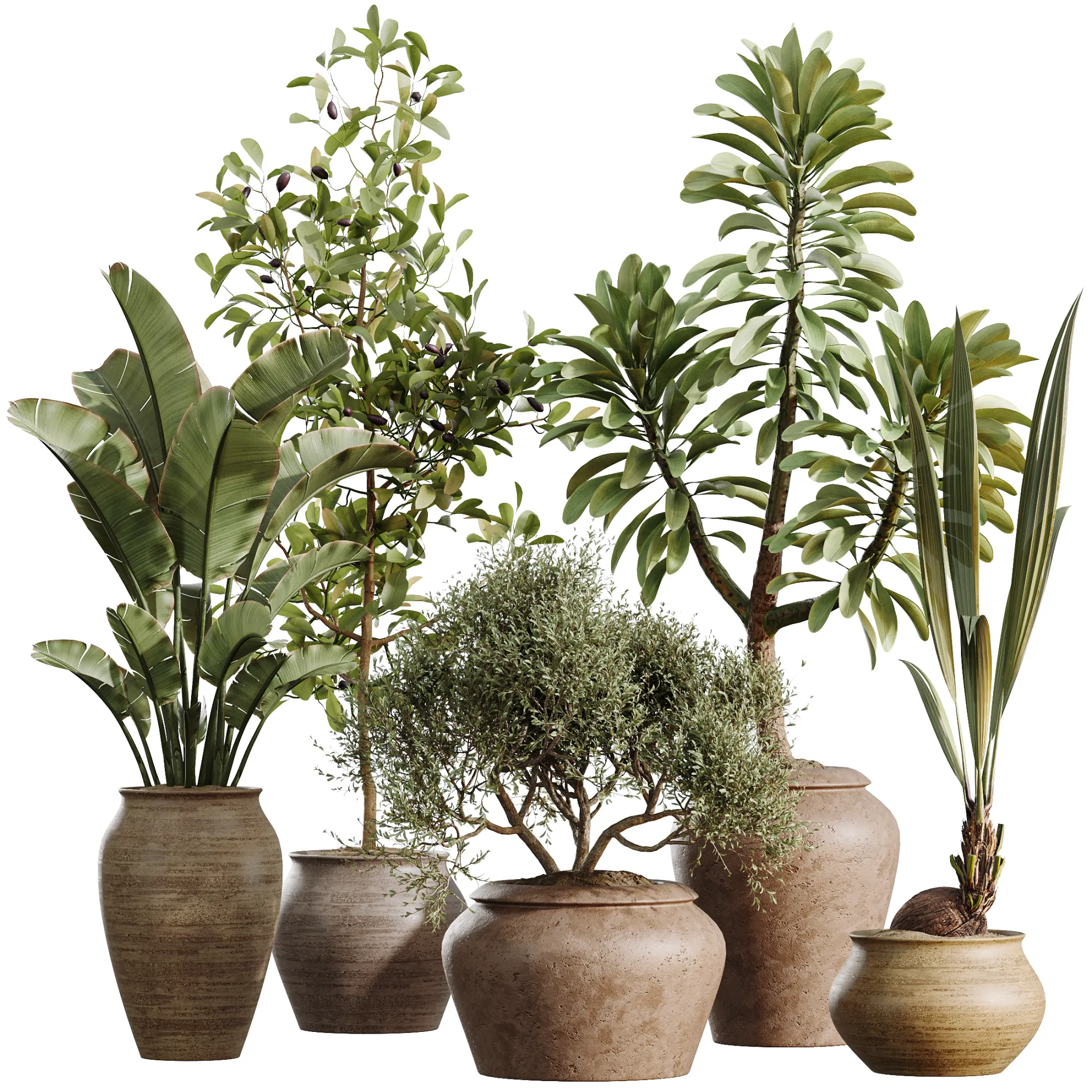 AV Indoor Plants Set 493 Coconut Palm Euphorbia Drupifera Olive Banana Briful 3D Model .c4d .max .obj .3ds .fbx .stl .blend