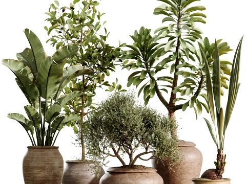 AV Indoor Plants Set 493 Coconut Palm Euphorbia Drupifera Olive Banana Briful 3D Model