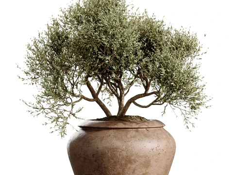 AV Indoor Plants Set 493 Coconut Palm Euphorbia Drupifera Olive Banana Briful 3D Model