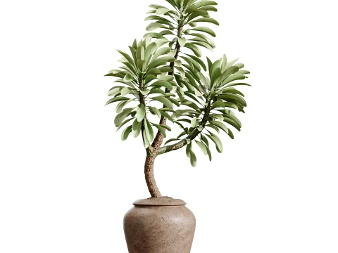 AV Indoor Plants Set 493 Coconut Palm Euphorbia Drupifera Olive Banana Briful 3D Model