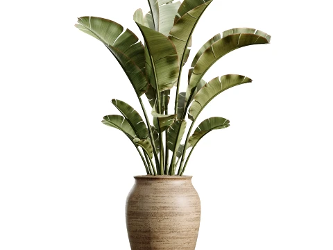 AV Indoor Plants Set 493 Coconut Palm Euphorbia Drupifera Olive Banana Briful 3D Model