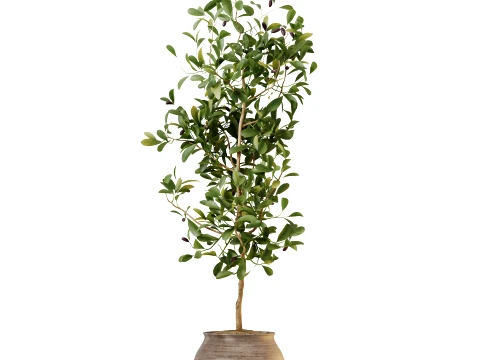 AV Indoor Plants Set 493 Coconut Palm Euphorbia Drupifera Olive Banana Briful 3D Model
