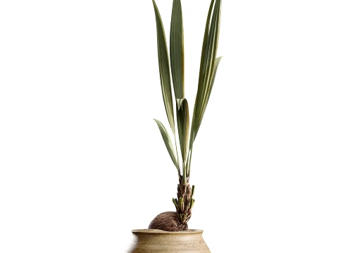 AV Indoor Plants Set 493 Coconut Palm Euphorbia Drupifera Olive Banana Briful 3D Model