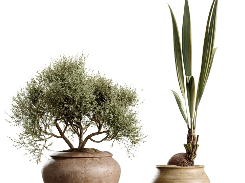 AV Indoor Plants Set 493 Coconut Palm Euphorbia Drupifera Olive Banana Briful 3D Model