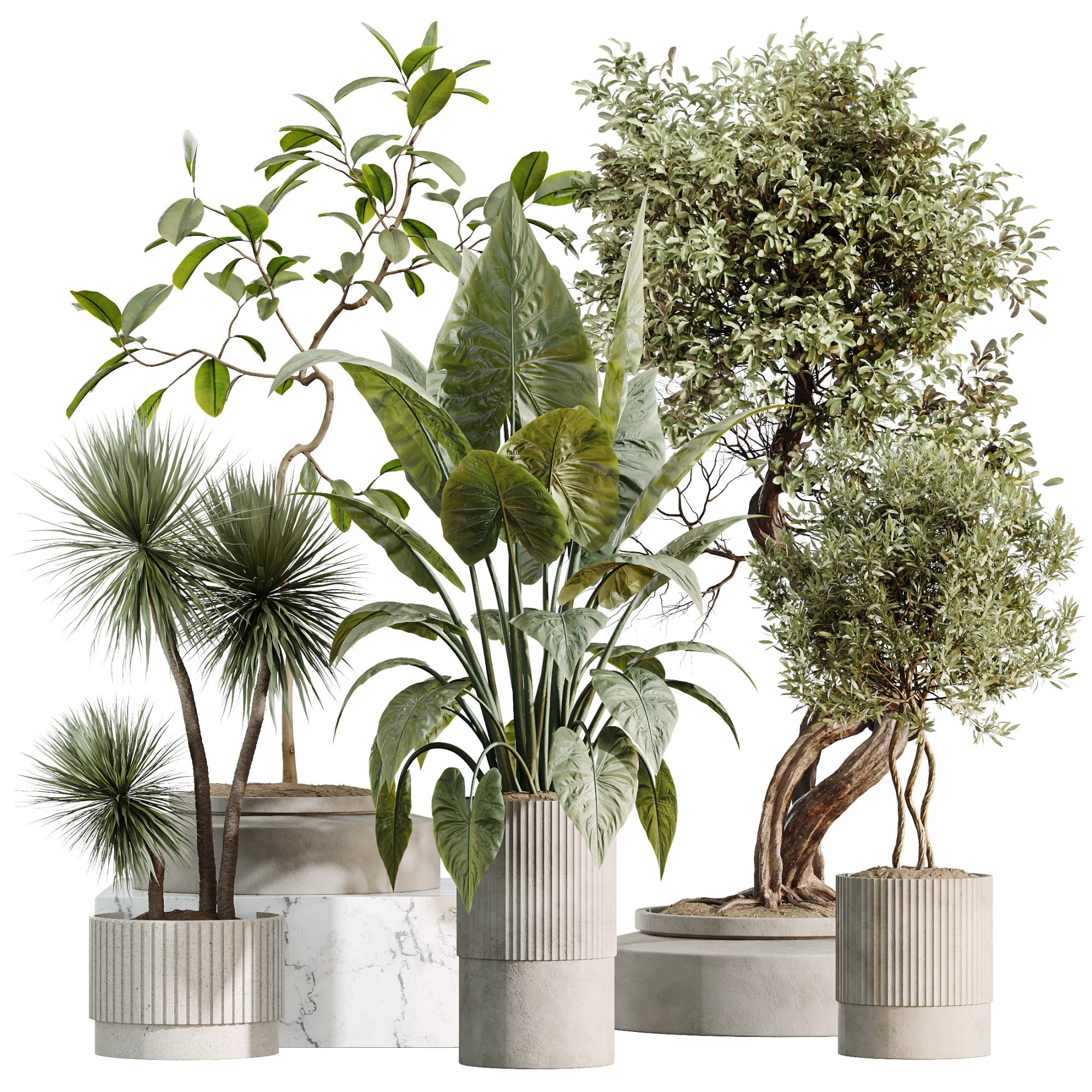 AV Indoor Plants Set 494 Olive Ficus Microcarpa Bonsai Alocasia Yucca 3D Model .c4d .max .obj .3ds .fbx .stl .blend 