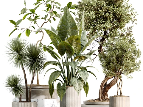 Conjunto de plantas de interior AV 494 Olive Ficus Microcarpa Bonsai Alocasia Yucca Modelo 3D
