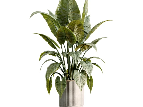 AV Indoor Plants Set 494 Olive Ficus Microcarpa Bonsai Alocasia Yucca 3D Model