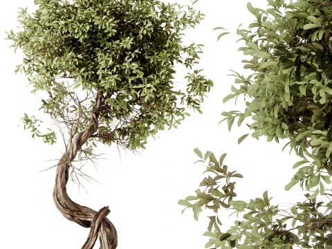 AV Indoor Plants Set 494 Olive Ficus Microcarpa Bonsai Alocasia Yucca 3D Model