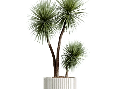 AV Indoor Plants Set 494 Olive Ficus Microcarpa Bonsai Alocasia Yucca 3D Model