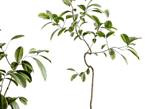 AV Indoor Plants Set 494 Olive Ficus Microcarpa Bonsai Alocasia Yucca 3D Model