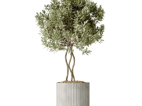 AV Indoor Plants Set 494 Olive Ficus Microcarpa Bonsai Alocasia Yucca 3D Model