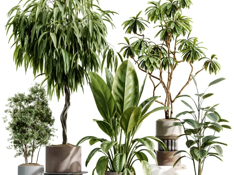 AV Indoor Plants Set 495 Ficus Olive African Fig Rubber Tree 3D Model