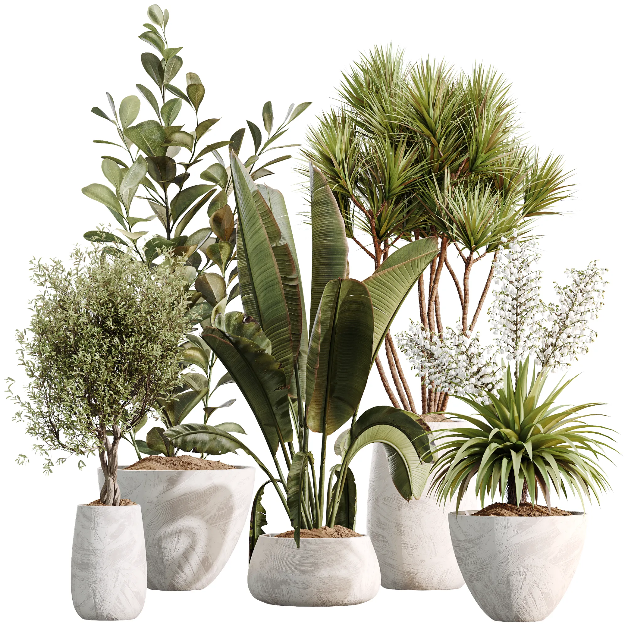 AV Indoor Plants Set 496 Yucca Banana Olive Ficus 3D Model .c4d .max .obj .3ds .fbx .stl .blend 