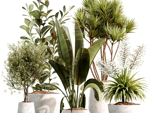 Conjunto de plantas de interior AV 496 Yucca Banana Olive Ficus Modelo 3D