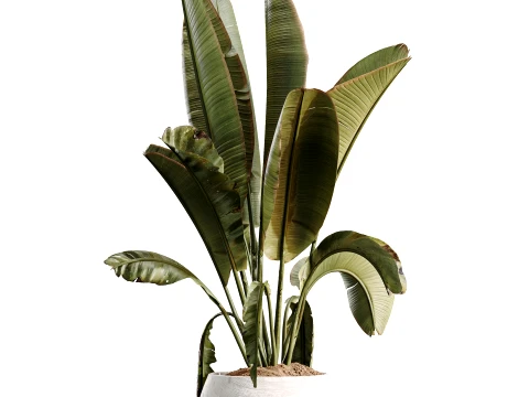 AV Indoor Plants Set 496 Yucca Banana Olive Ficus 3D Model