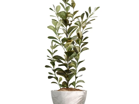 AV Indoor Plants Set 496 Yucca Banana Olive Ficus 3D Model