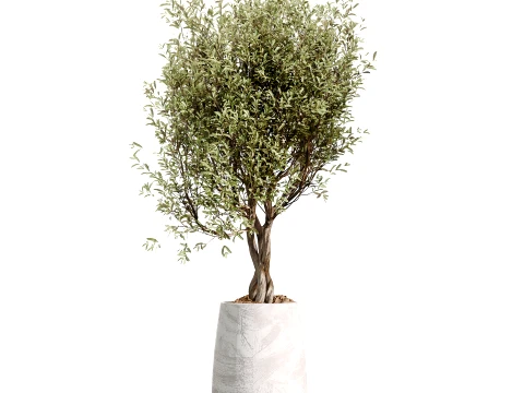 AV Indoor Plants Set 496 Yucca Banana Olive Ficus 3D Model