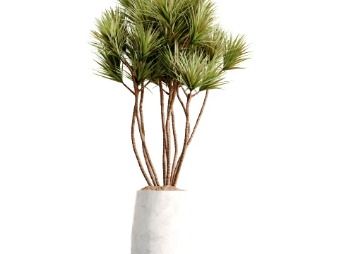 AV Indoor Plants Set 496 Yucca Banana Olive Ficus 3D Model