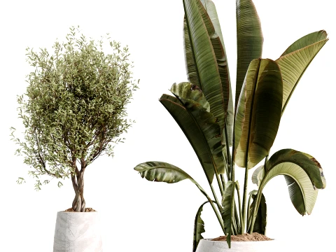 AV Indoor Plants Set 496 Yucca Banana Olive Ficus 3D Model