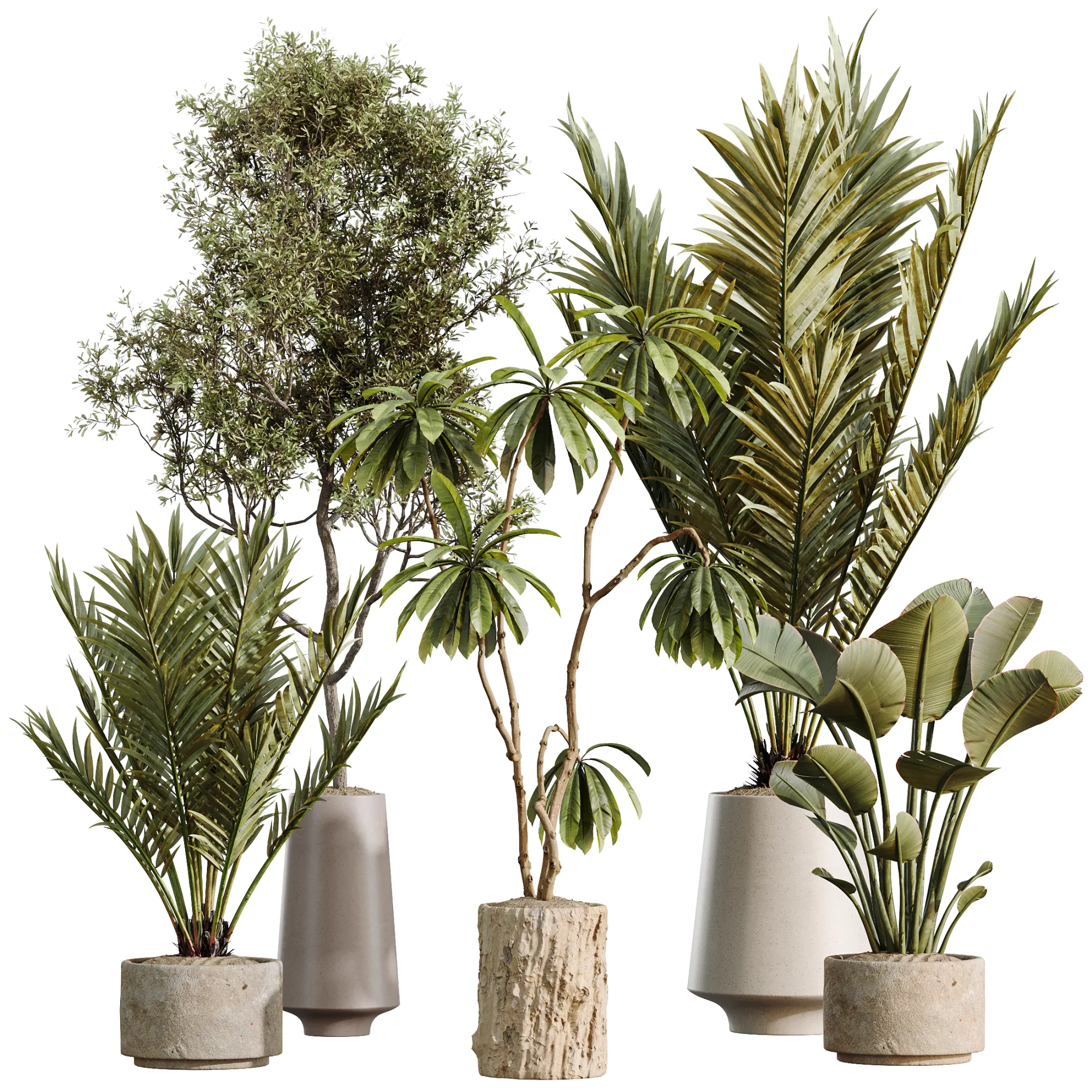 AV Indoor Plants Set 497 Ravenala Banana Olive Areca Palm 3D Model .c4d .max .obj .3ds .fbx .stl .blend