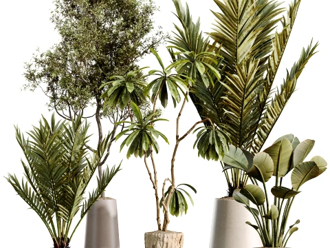 AV Indoor Plants Set 497 Ravenala Banana Olive Areca Palm 3D Model