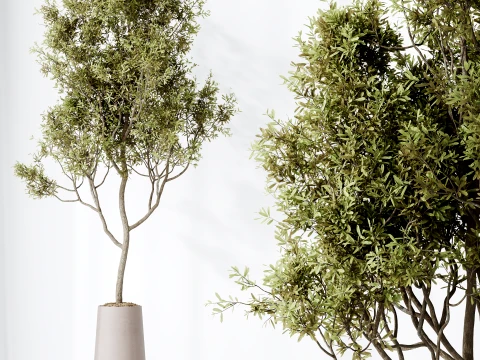 AV Indoor Plants Set 497 Ravenala Banana Olive Areca Palm 3D Model