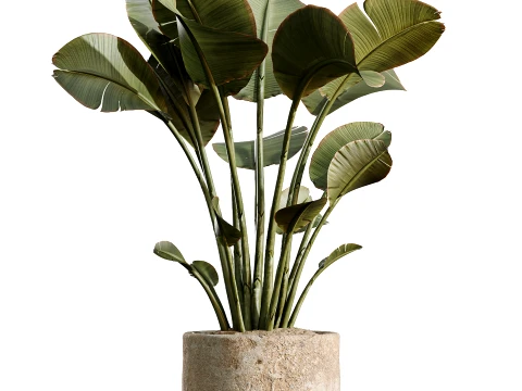 AV Indoor Plants Set 497 Ravenala Banana Olive Areca Palm 3D Model