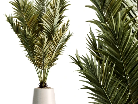 AV Indoor Plants Set 497 Ravenala Banana Olive Areca Palm 3D Model