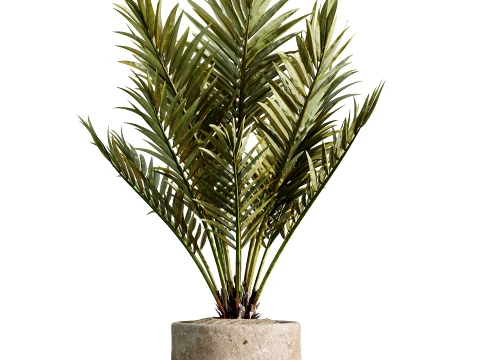 AV Indoor Plants Set 497 Ravenala Banana Olive Areca Palm 3D Model