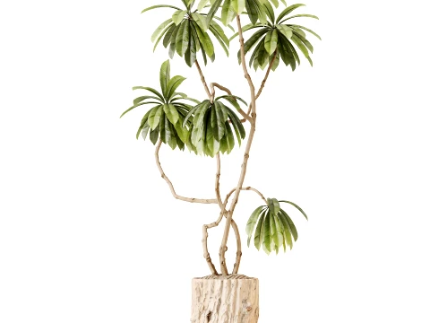 AV Indoor Plants Set 497 Ravenala Banana Olive Areca Palm 3D Model