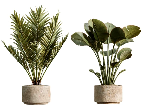 AV Indoor Plants Set 497 Ravenala Banana Olive Areca Palm 3D Model